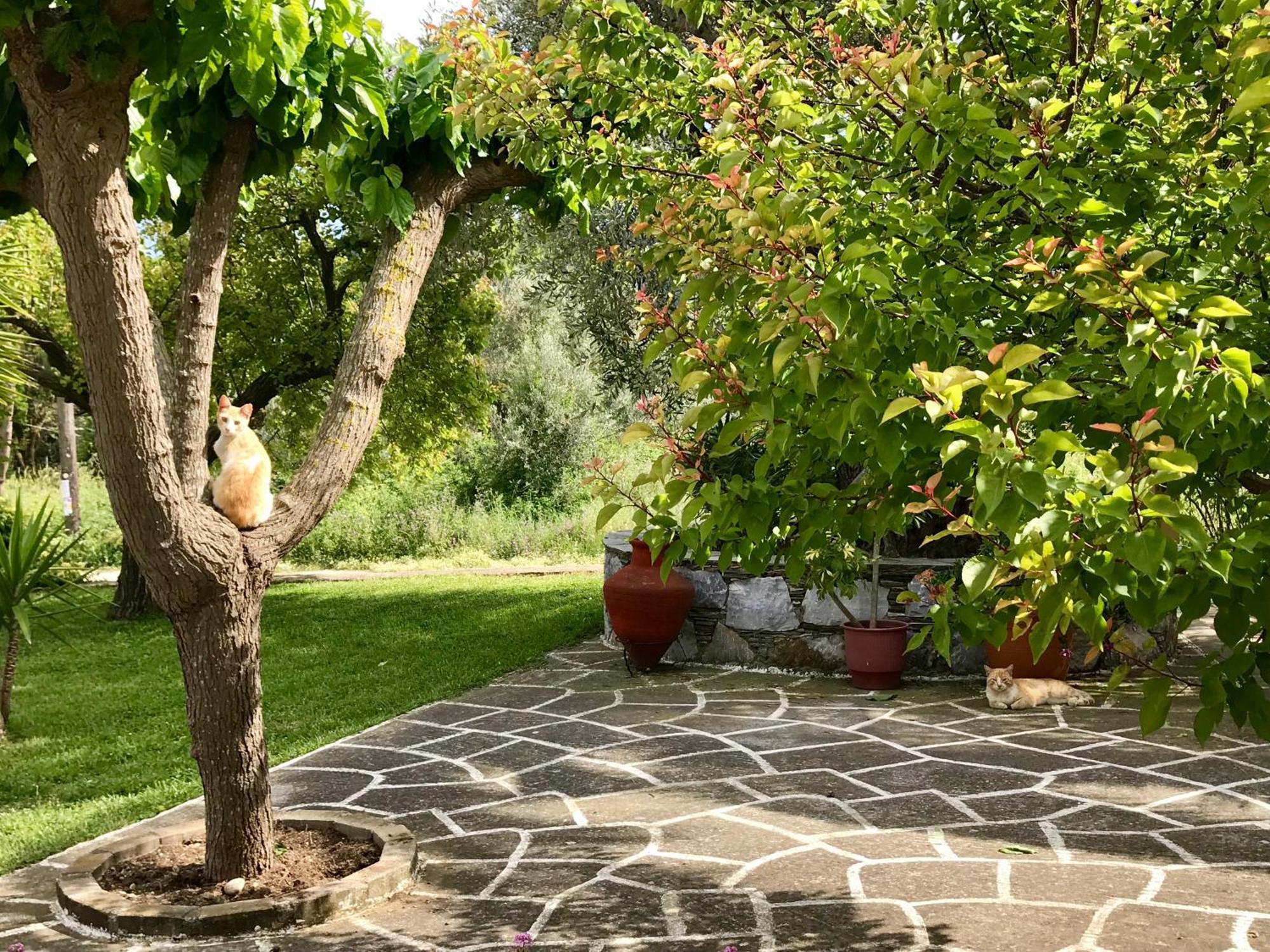 Pansion Episkopi Studios Skopelos Eksteriør billede